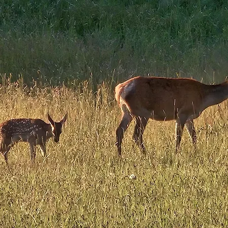 Dotyk Rosy Na Kaszubach *