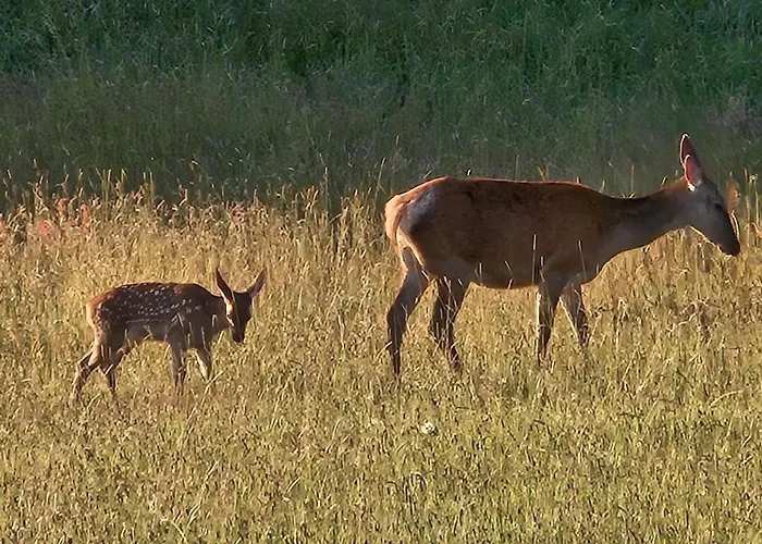Dotyk Rosy Na Kaszubach *